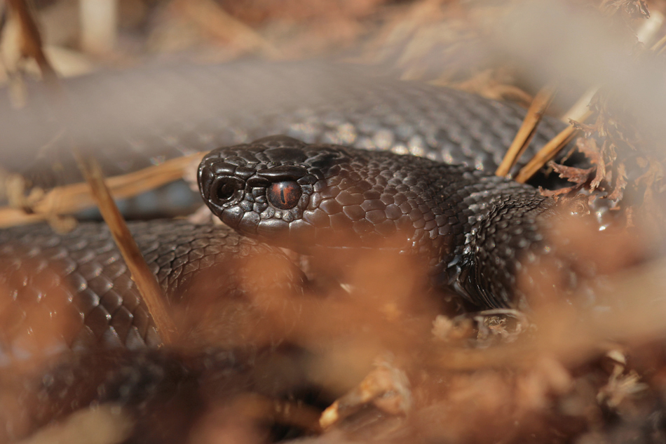 Kreuzotter (Vipera berus)