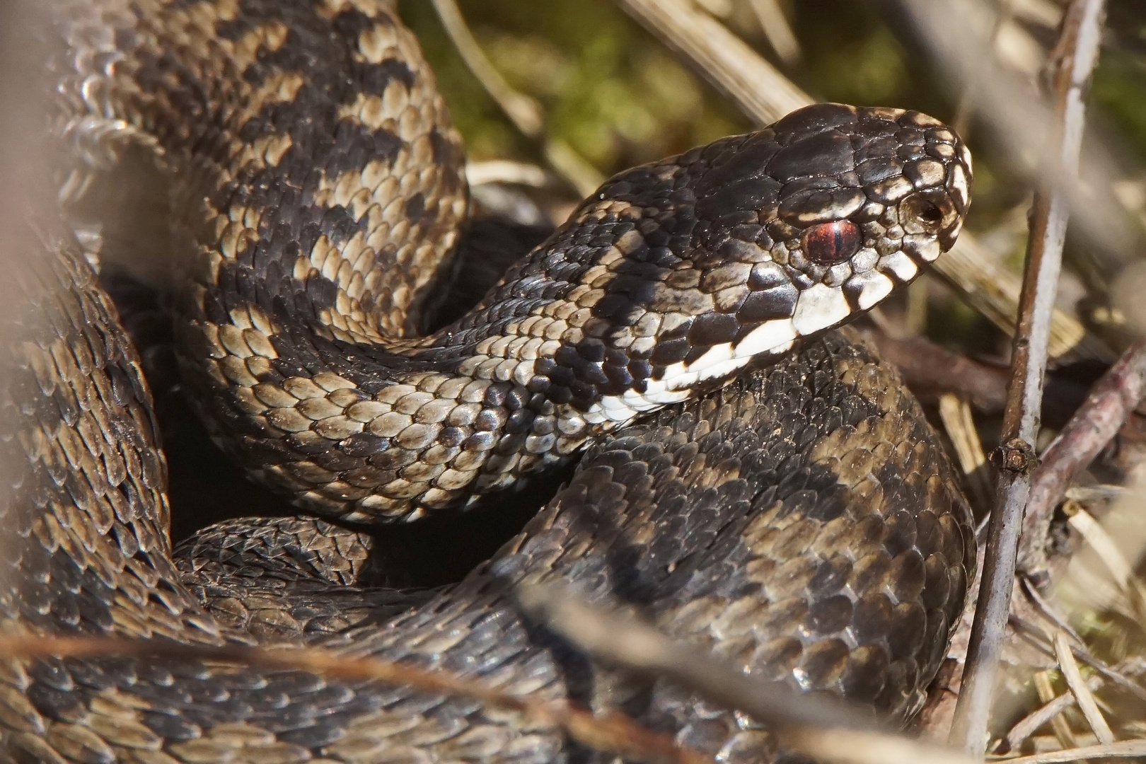 Kreuzotter (Vipera berus)