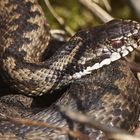 Kreuzotter (Vipera berus)