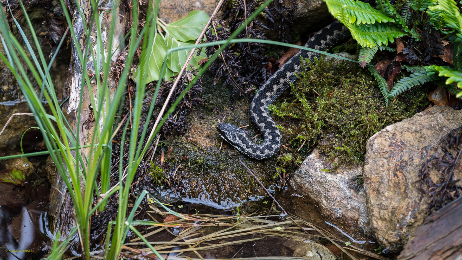 Kreuzotter - Vipera berus