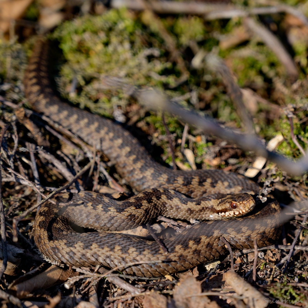 Kreuzotter (Vipera berus)