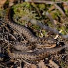 Kreuzotter (Vipera berus)