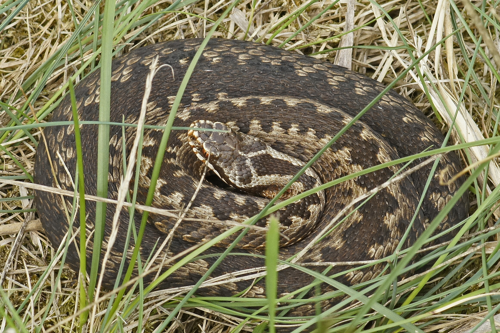 Kreuzotter (Vipera berus)