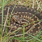 Kreuzotter (Vipera berus)