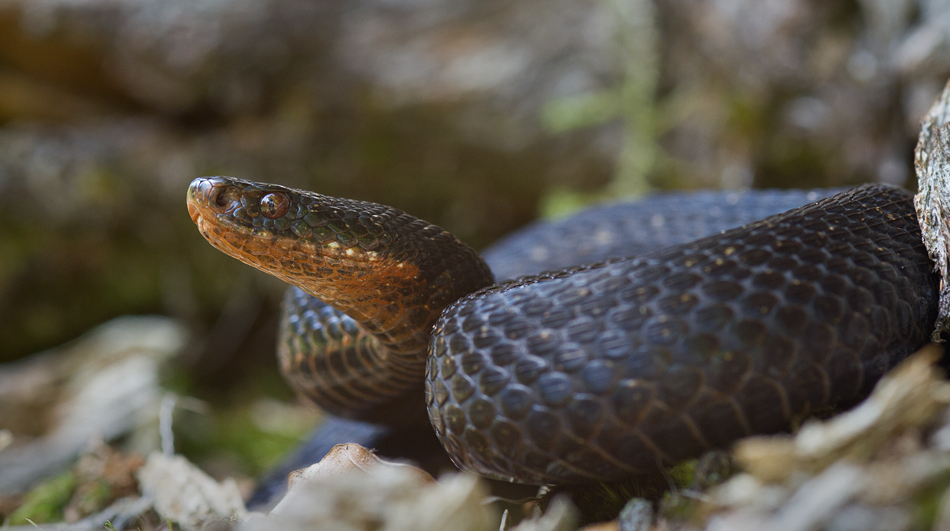 Kreuzotter (Vipera berus)