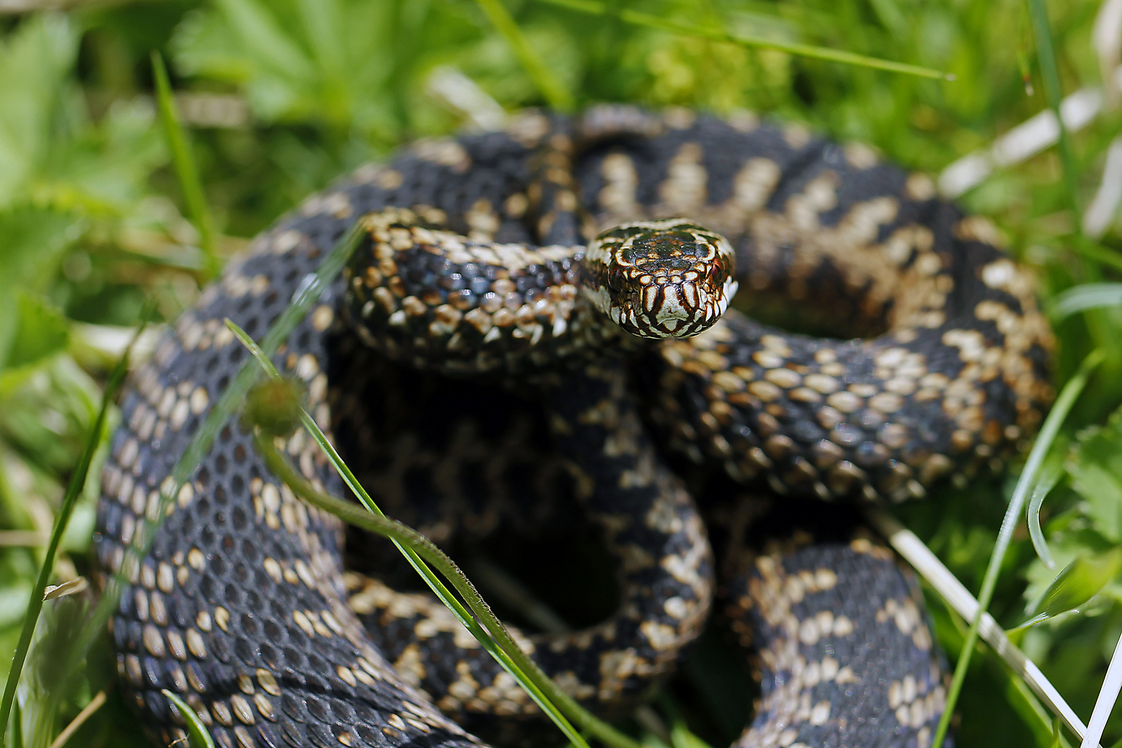 Kreuzotter (Vipera berus)