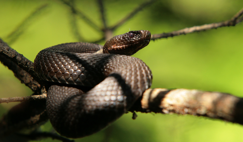 Kreuzotter (Vipera berus)