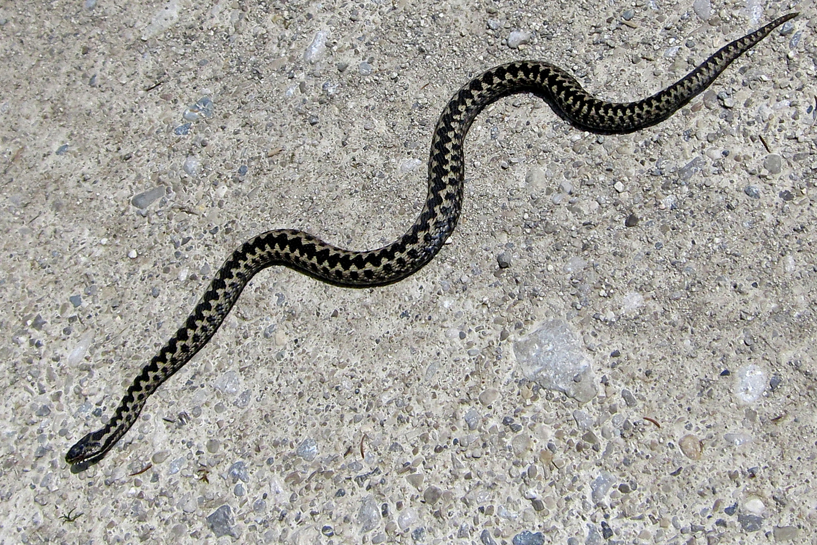 Kreuzotter (Vipera berus)