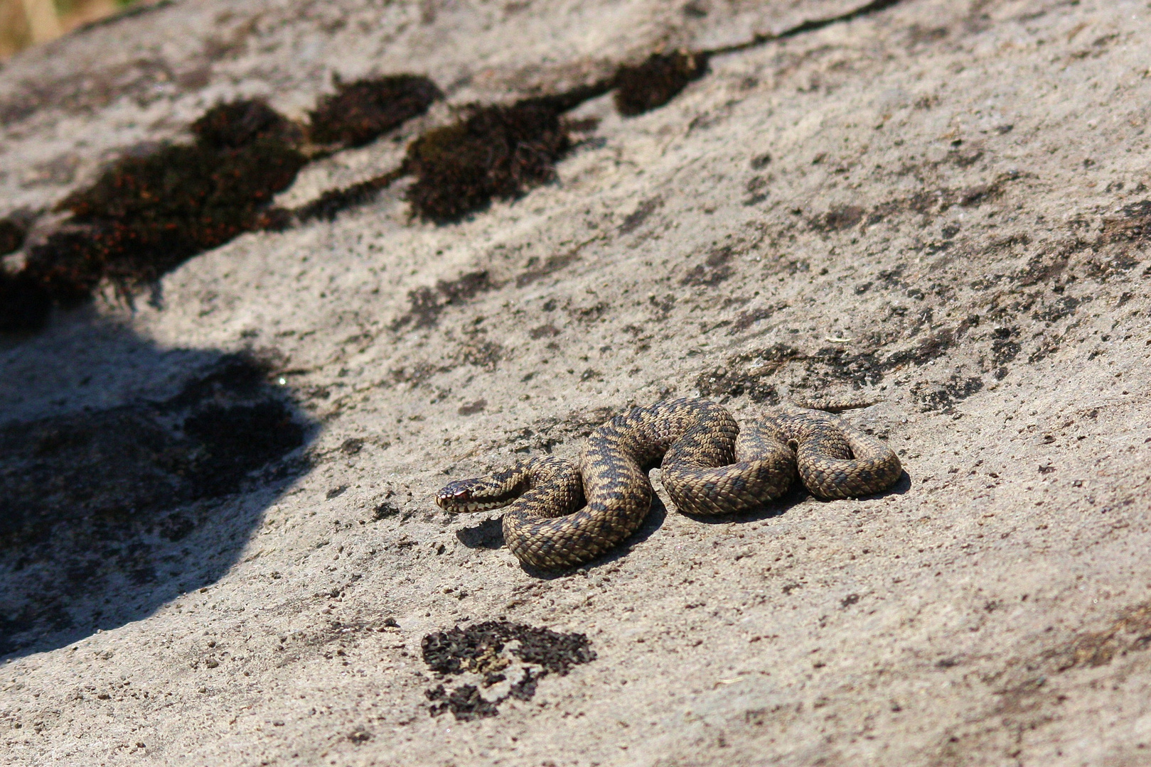 Kreuzotter ( Vipera berus) Berner Alpen.