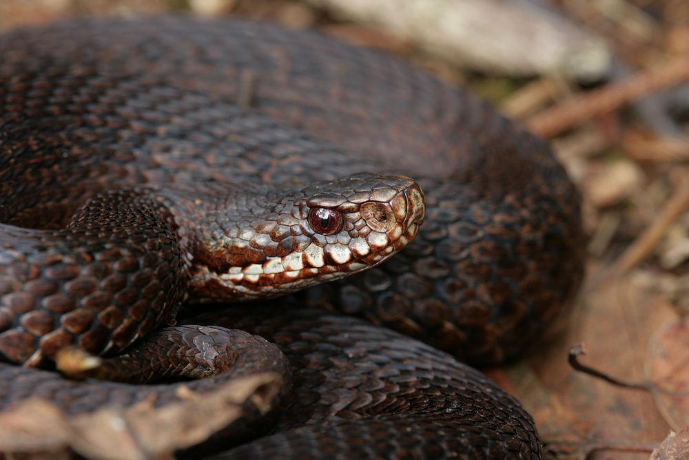 Kreuzotter (Vipera berus) braun