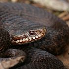 Kreuzotter (Vipera berus) braun