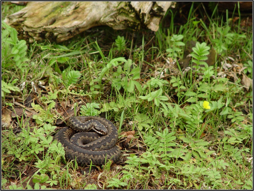 Kreuzotter (Vipera berus)