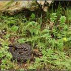 Kreuzotter (Vipera berus)