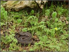 Kreuzotter (Vipera berus)