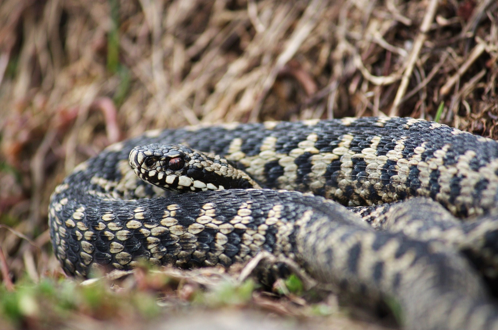 Kreuzotter ( Vipera berus)