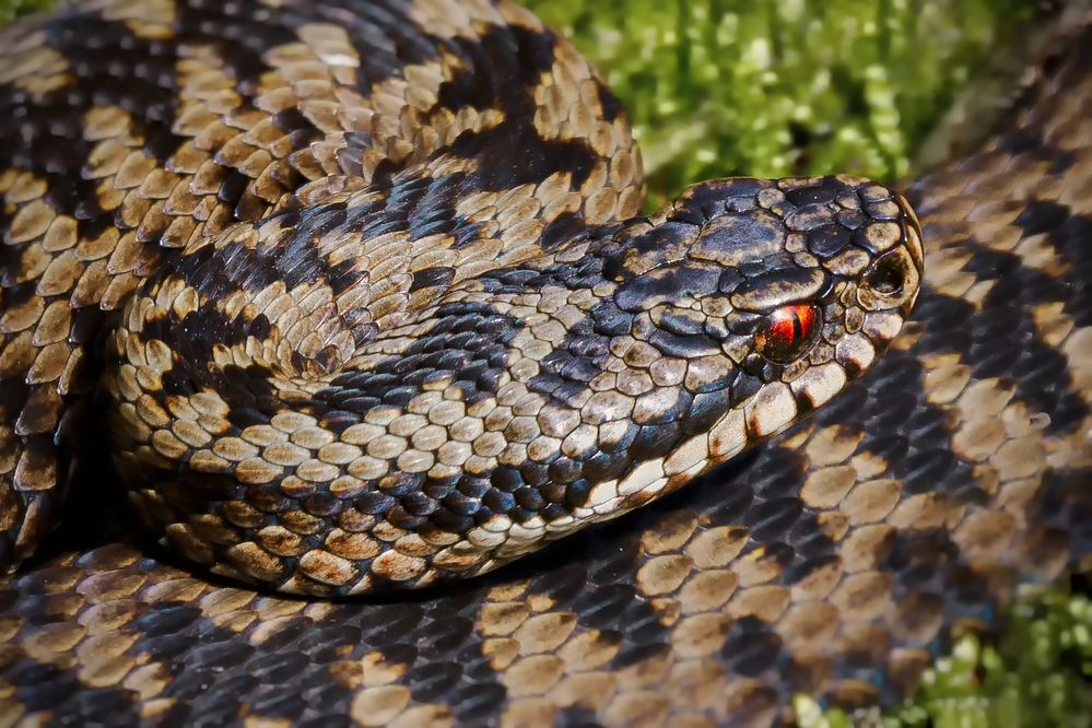 Kreuzotter ( vipera berus )