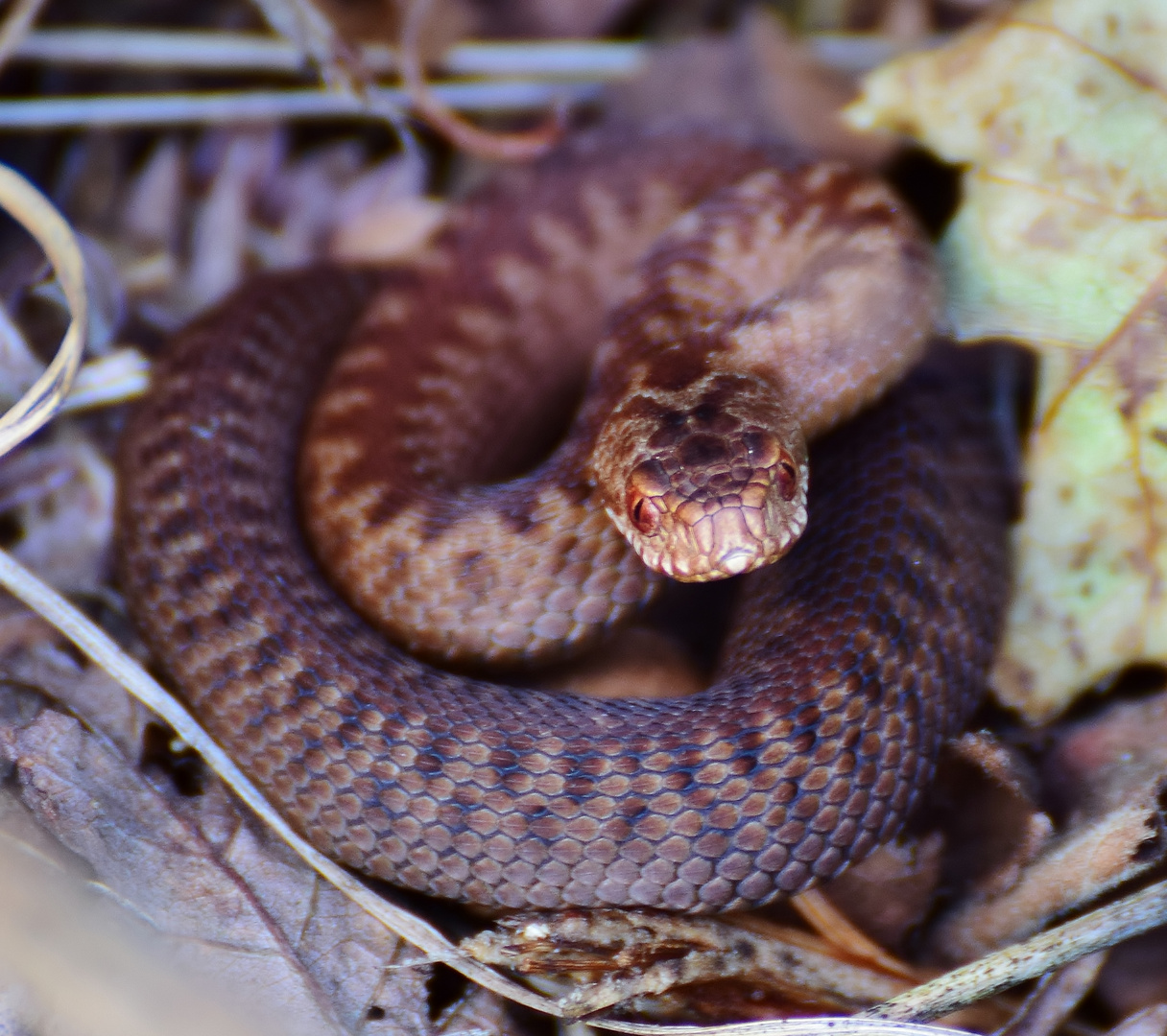 Kreuzotter (Vipera berus)