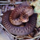 Kreuzotter (Vipera berus)