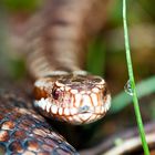 Kreuzotter (Vipera berus)