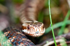 Kreuzotter (Vipera berus)