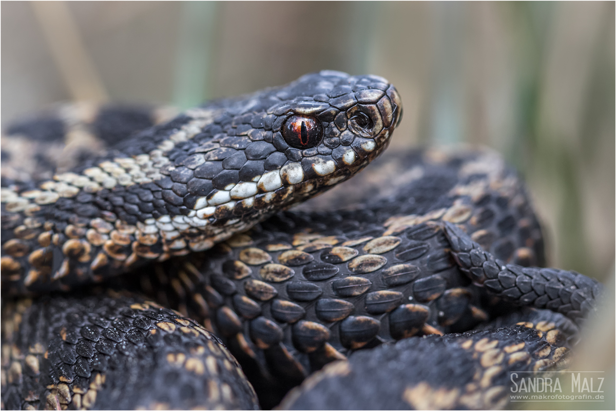 Kreuzotter (Vipera berus)