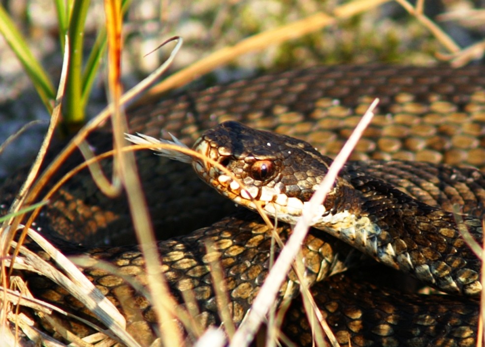 Kreuzotter (Vipera berus)