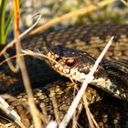 Kreuzotter (Vipera berus)