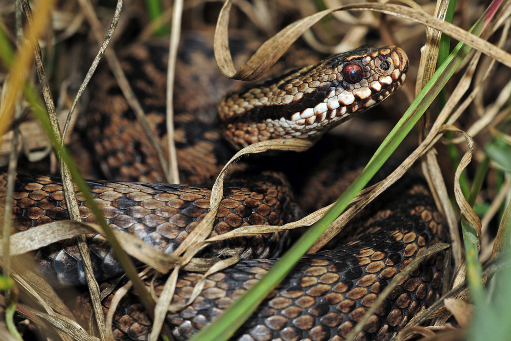 Kreuzotter (Vipera berus)