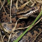 Kreuzotter (Vipera berus)