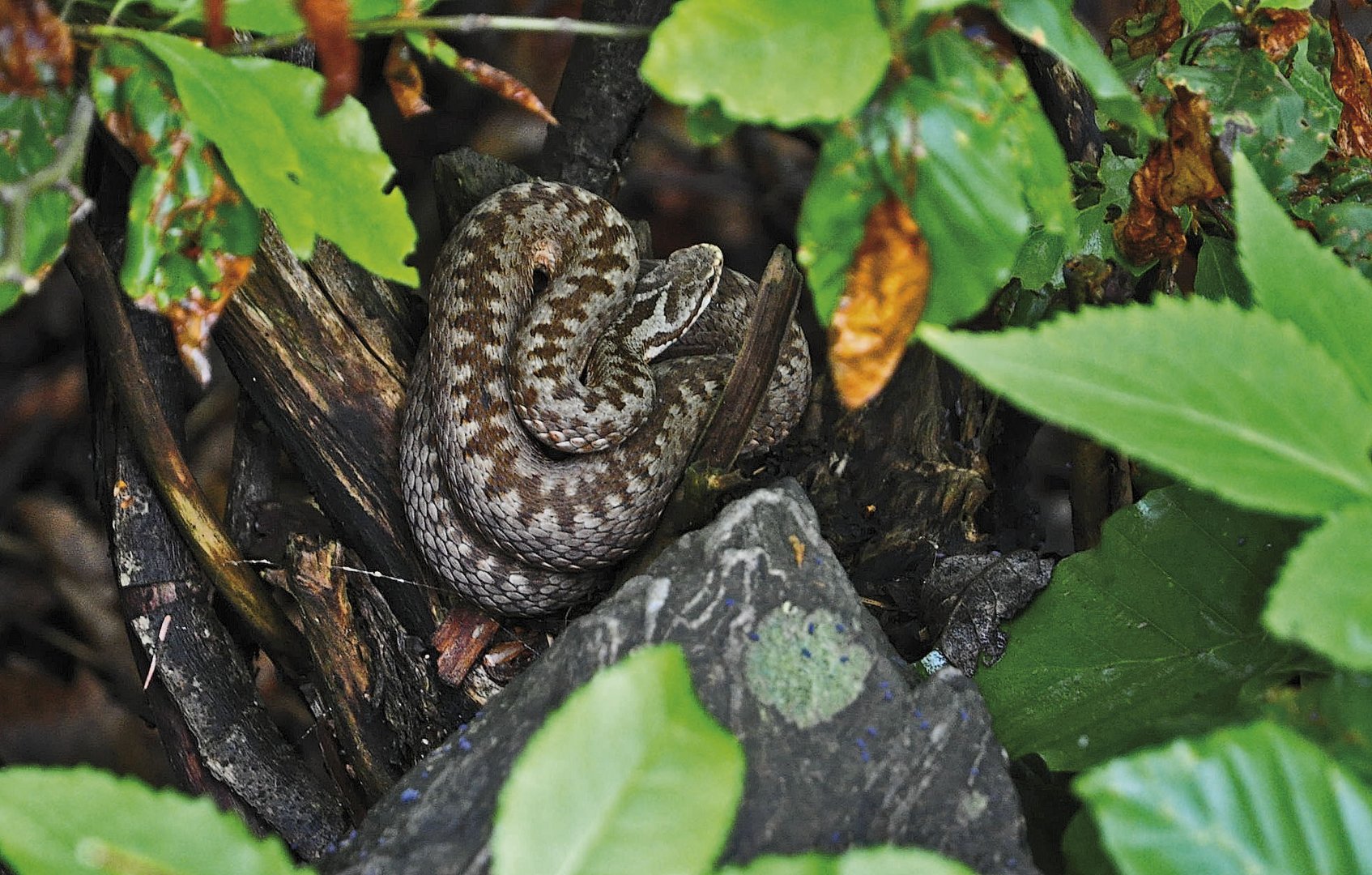 Kreuzotter (Vipera berus)