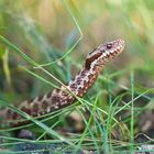 Kreuzotter (Vipera berus)