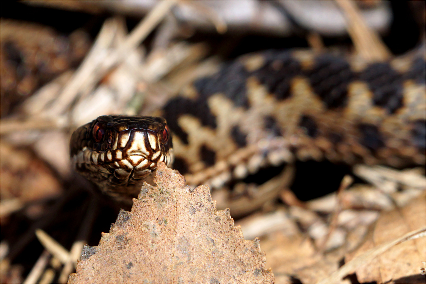 Kreuzotter -(Vipera berus) - Ich sehe dich!