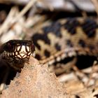 Kreuzotter -(Vipera berus) - Ich sehe dich!