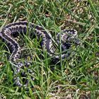 Kreuzotter Vipera berus  in der Böhmischen Schweiz im neuen Gewande...