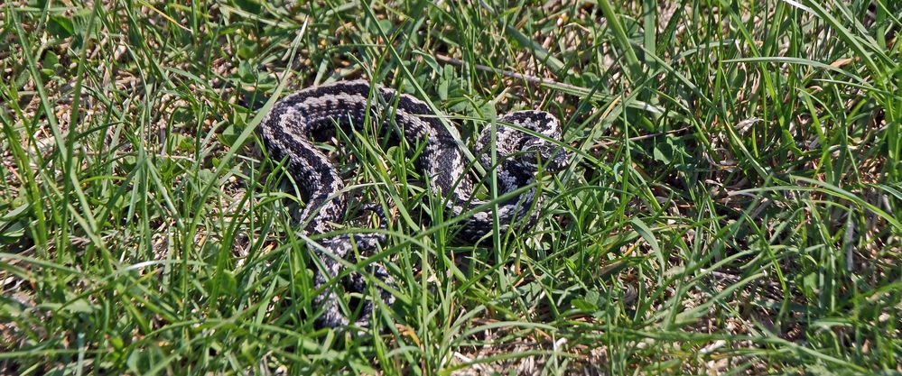 Kreuzotter Vipera berus  in der Böhmischen Schweiz im neuen Gewande...