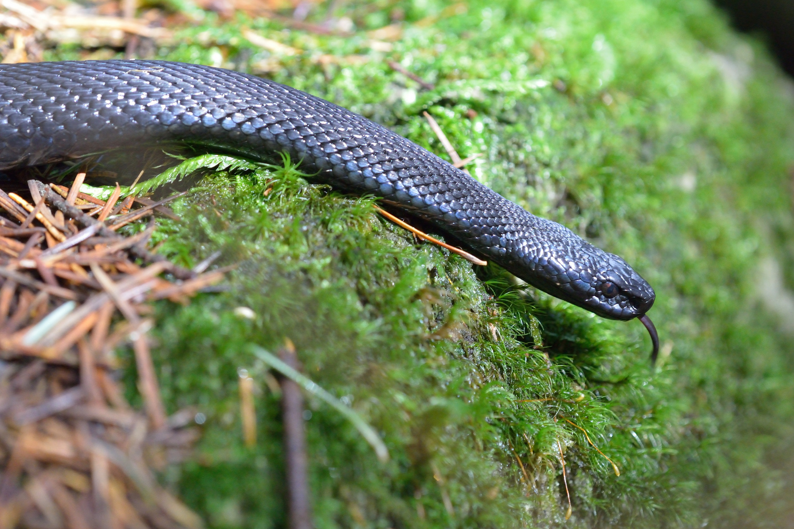 Kreuzotter (Vipera berus), melanistische Form - "Höllenotter"