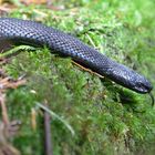 Kreuzotter (Vipera berus), melanistische Form - "Höllenotter"