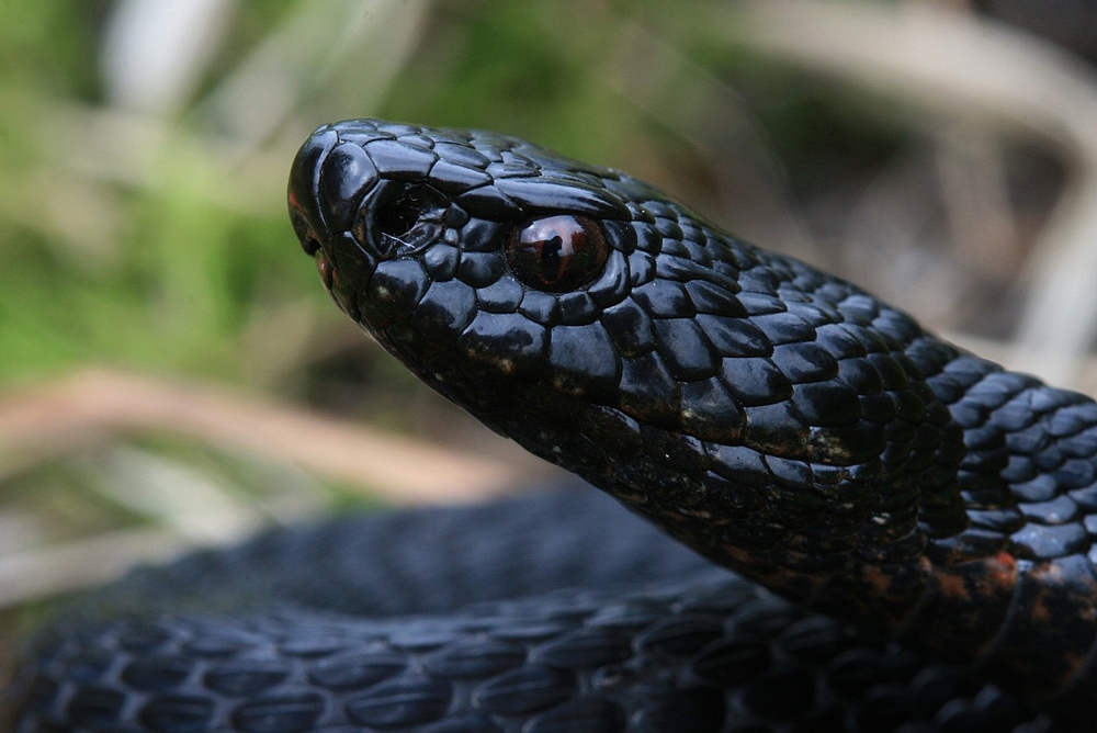 Kreuzotter (Vipera berus) schwarz