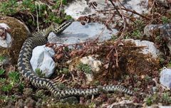 Kreuzotter ( Vipera berus) Schweizer Alpen.