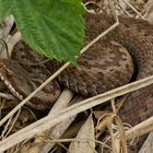 Kreuzotter (Vipera berus), Weibchen