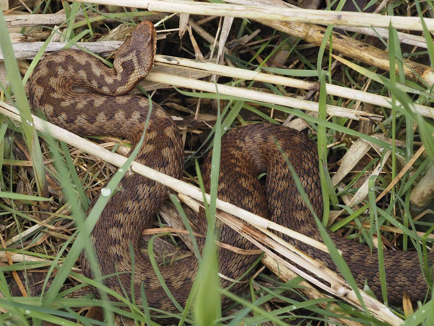 KREUZOTTER-WEBCHEN IM VENNER MOOR