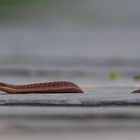 Kreuzotter Weibchen