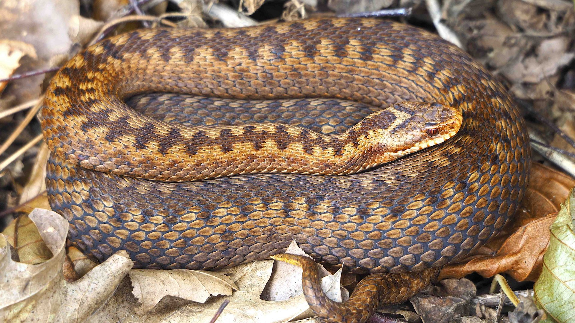 KreuzotterWeibchen Foto & Bild tiere, wildlife, amphibien