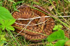 KREUZOTTER - WEIBCHEN ( P. b. berus ) mit auffälligem Pileus