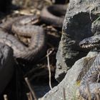 Kreuzottern im Venner Moor