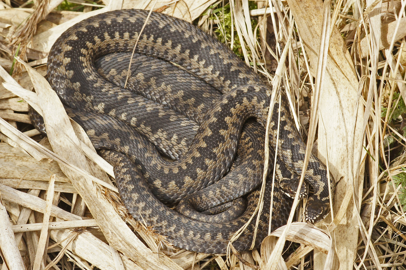 Kreuzottern (Vipera berus)