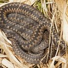 Kreuzottern (Vipera berus)