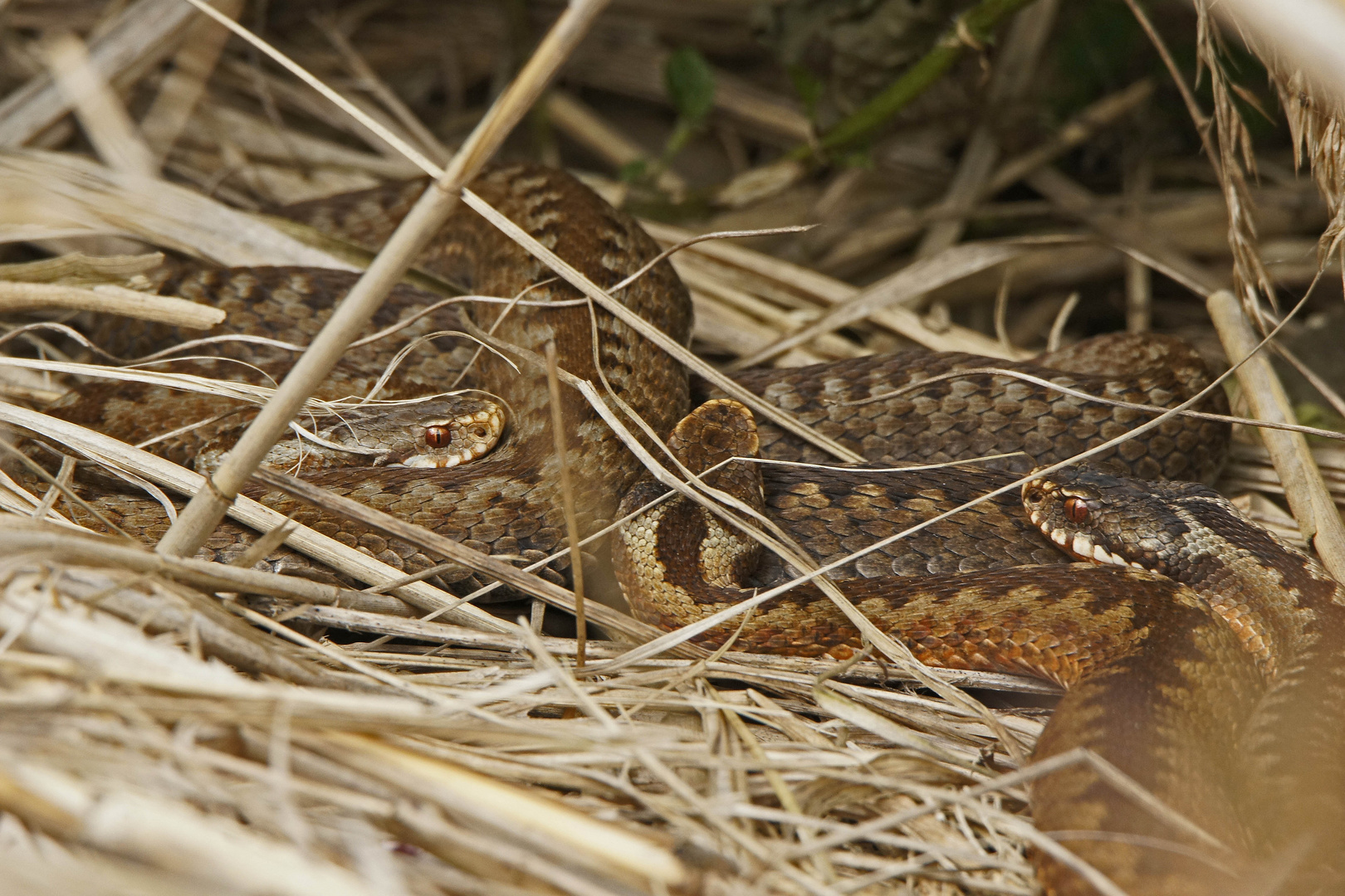 Kreuzottern (Vipera berus)