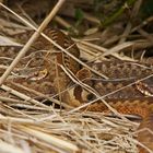 Kreuzottern (Vipera berus)