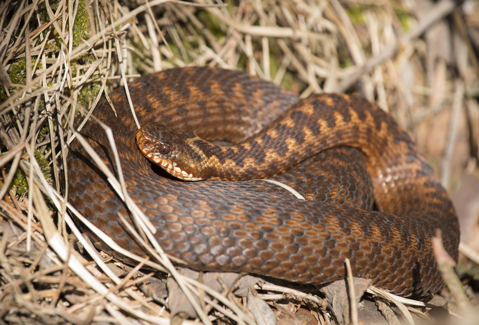 Kreuzotterweibchen